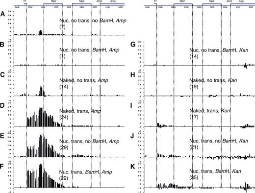 Figure 5. Mutation patterns in pKMP2 treated with AID. Cytosine deaminations in the vicinity of the Ampr gene. The sequenced region is shown at the top. Numbers in parentheses are the numbers of sequenced plasmids isolated from E. coli colonies that had any mutation. The E. coli were grown in ampicillin (A–F) or kanamycin (G–K). The treatments of pKMP2 before E. coli transformation are indicated by the following: Nuc, nucleosomal DNA; trans, transcription; no trans, no transcription; BamHI, digestion with BamHI; no BamHI, no digestion with BamHI; naked, supercoiled DNA not incubated with histone octamers. Mutations on the top of the line are from the top (nontranscribed) strand; mutations on the bottom are from the bottom (transcribed strand). ACG, codon that is expected to be changed by AID to the initiation codon ATG. To obtain statistics, we tested the null hypothesis that the proportion of clones with mutations in the MP2 sequences in different conditions are equal, using a Fisher’s exact test for numbers of clones with mutations in MP2 over total mutated clones in the same condition. 5C→5A, P = 0.016 (thus, 5C has significantly more MP2 mutations than 5A); 5H→5G, P = 0.027 (thus, 5H has significantly more MP2 mutations than 5G); 5K→5G, P = 0.021 (thus, 5K has significantly more MP2 mutations than 5G). The “spurious” clone 5B (see text) has the same proportion of MP2 mutations as 5H (P = 1.0). The numbers on the y axis indicate the numbers of sequences that had a mutation at the indicated position. The sequences of plasmids with mutations are shown in Figs. 6, 8, 9, and S1–S8. The experiments shown in Fig. 5 were repeated four times (B–E and G–K), three times (F), and two times (A) with similar results.