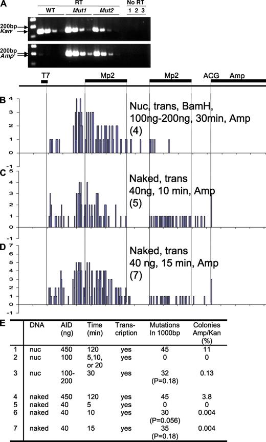 Figure 7. pKMP2-derived transcripts and mutations of the Ampr gene in plasmids selected in ampicillin. (A) RT-PCR of RNA of E. coli transformed with unmutated (WT) or two mutated (Mut1 and Mut2) pKMP2 plasmids that confer ampicillin resistance (Fig. 5 F and Fig. 6, clones 1 and 7). Kanr and Ampr are transcripts of the respective genes in fourfold sequential dilutions. Equal amounts of cDNA were used for the respective Kanr and Ampr reactions. RT-PCR products without reverse transcription with RNA samples corresponded to the highest concentrations of WT (1), Mut1 (2), and Mut2 (3) RNAs, respectively. (B–D) Mutation patterns in pKMP2 after exposure to low amounts of AID for a short time. Treatments of the plasmids are indicated, with numbers of colonies obtained in E. coli selected in ampicillin shown in parenthesis. The y axes represent numbers of mutations. Relative to Fig. 5, the scales were expanded by factors of 7.25, 4.8, and 6.9 for B, C, and D, respectively, for easier comparison with the data in Fig. 5 F (for B) and Fig. 5 D (for C and D), where larger numbers of colonies were obtained. The sequences are shown in Figs. S9–S11. (E) AID acts processively/cooperatively. Selection of AID-treated plasmids in ampicillin. 2: no ampicillin resistance was seen with nucleosomal DNA and 5, 10, or 20 min of exposure to AID, T7 RNA polymerase, and BamHI. 5: no ampicillin resistance was seen with naked DNA and 5 min of exposure to AID and T7 RNA polymerase. The size markers are 100, 200, and 300 bp. The experiments were done four (E4), three (E1 and 2), two (A, C, D, and E5-7), and one (B and E3) times with similar results.