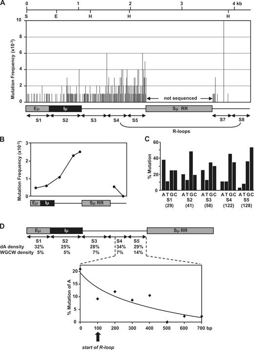 Figure 3. Location of hypermutation in the Sμ region from Ung−/− mice. The region was sequenced in ∼500-bp segments (S1–8). DNA from Peyer's patch and splenic B cells was analyzed; the Sμ repetitive region (RR) was not sequenced. (A) Mutation frequency (mutations/bp) at each nucleotide position. (B) Total mutation frequency for each segment. (C) The indicated number of mutations in parentheses was corrected for nucleotide composition of each fragment, and the percentage of mutation at each base is shown for S1–5. The detailed mutation analysis is recorded in Fig. S4. (D) Mutations of A bases decreased in S4 and S5. The density of dA and WGCW motifs is calculated for each segment. Data for S4 and S5 are then plotted below in 100-bp increments. The vertical arrow shows the proposed start of R-loop formation (11).