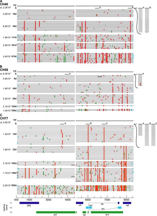 Figure 5. Highlighter plots of sequences from longitudinal samples. (A–C) Samples were from subjects CH40 (A), CH58 (B), and CH77 (C). The dark line represents the transmitted/founder sequence (T/F) for each subject. Sequences from different sample dates are indicated by the grouped horizontal lines, with tic marks indicating differences from the T/F sequence. The screening sample (S) was in each case obtained from a preseroconversion Fiebig stage II sample near peak viremia. The sampling times in days after screening and corresponding viral loads are indicated (left). Light blue tic marks indicate differences in noncoding regions of the genomes. Gray tic marks indicate deletions. Green tic marks indicate differences that are synonymous in the reading frames indicated at the bottom of the figure. Red tic marks indicate differences that are nonsynonymous in a coding gene. Short horizontal lines (labeled A, B, and C) indicate short (∼1-kb) sequences from a screening sample used to verify the presence or absence of a shared polymorphism (Figs. S3–S6). The horizontal axis indicates nucleotide positions in the alignment beginning at position 582 in the 5′ LTR (U5) and extending to position 9,606 in the 3′ LTR (R) based on HXB2 reference sequence numbering (http://www.hiv.lanl.gov/content/sequence/HIV/REVIEWS/HXB2.html).