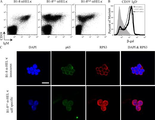 Figure 5. Cells undergoing receptor editing show increased IκBα levels as well as increased nuclear NF-κB and RPS3. (A) Bone marrow was isolated from IκBα+/lacZ B1-8 α-HEL-κ, IκBα+/lacZB1-8high α-HEL-κ, and IκBα+/lacZB1-8low α-HEL-κ mice. Cells were loaded with FDG and stained with anti-CD19, anti-CD43, anti-IgM, and anti-IgD antibodies. Cells were first gated on IgD−. CD19 verses IgM staining is displayed. (B) β-gal activity in the CD19+IgD− gate (pro–B, pre–B, and immature B cells) is displayed. IκBα+/lacZ B1-8 α-HEL-κ is shaded gray, IκBα+/lacZB1-8low α-HEL-κ is the thin black line, and IκBα+/lacZB1-8high α-HEL-κ the thick black line. A and B are representative of at least three different mice individually analyzed for each genotype. (C) Immunofluorescence microscopy detecting p65 and RPS3 in B1-8 α-HEL-κ, B1-8low α-HEL-κ, and B1-8high α-HEL-κ pro–B, pre–B, and immature B cells. The data shown is representative of two independent sorts on each occasion scoring between 250 and 400 cells. Bar, 10 µm. Fig. S3 displays quantitative data from a repetition of this experiment.