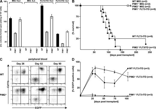 Figure 1. In vitro and in vivo FLT3-ITD–mediated transformation in the presence and absence of PIM serine/threonine kinases. (A) Comparative analysis of clonogenic growth of FLT3-ITD–expressing bone marrow cells from FVB/N (WT) and PIM1−/− or PIM2−/− mice. 104 cells were sorted (EGFP+) 48 h after infection and plated in methylcellulose in presence or absence of IL-3. The figure represents one out of three independent experiments performed in triplicates. (B) Kaplan Meier survival plot. WT, PIM1−/−, or PIM2−/− bone marrow was transduced with FLT3-ITD or empty vector (MigRI) as indicated and transplanted into sublethally irradiated (750 rad) recipient mice. All mice that underwent transplantation with FLT3-ITD–transduced WT or PIM2−/− bone marrow died or were sacrificed because of disease conditions. One mouse transplanted with FLT3-ITD–transduced WT bone marrow showed extended survival and no signs of disease. n, number of mice transplanted and analyzed. Three independent transplantations were performed (see Fig. S3 E for details). (C) Flow cytometric analysis of peripheral blood samples in the course of the disease (26, 52, and 90 d after transplantation). Two-parameter dot plots show expression of myeloid lineage-specific antigen CD11b versus EGFP. The figure represents one out of three (WT) and four (PIM2−/−) analyzed mice, respectively. (D) Percentage of EGFP-positive leukocytes in the peripheral blood of transplanted mice determined at the indicated time points. Data represents the mean ± SD of three to four analyzed animals as indicated.