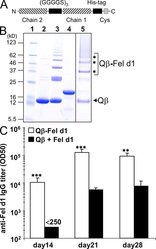 Figure 1. Production and coupling of recombinant Fel d1 protein. Fel d1 was cloned, expressed, purified, and coupled to VLPs as described in Materials and methods. (A) Schematic representation of rFel d1. Chain 1 and 2, His tag with (G4S)x3 linker, and the Cystein used for coupling are shown. (B) Analysis of coupling reactions. Fel d1 was coupled to Qβ-VLPs and analyzed by SDS PAGE (12%). 1, prestained protein marker (broad range 5–123); 2, untreated Qβ; 3, SMPH-derivatized Qβ; 4, Fel d1-15aa-HC; 5, purified Qβ–Fel d1-15aa-HC. Coupling products are marked with asterisks. All lanes (1–5) originate from one gel. Lanes presenting products of unimportant purification steps were cropped out between Fel d1-15aa-HC and the purified end product Qβ–Fel d1-15aa-HC. (C) Naive BALB/c mice were immunized s.c. with either 50 µg Qβ–Fel d1 or 20 µg Fel d1 mixed with 30 µg Qβ on days 0 and 14. Mice were bled on day 14, 21, and 28 and anti–Fel d1 IgG serum antibody titers determined by ELISA. Subclass titers are provided in Fig. S1. Mean Fel d1–specific IgG titers ± SD (n = 3) are shown. Data are representative of three independent experiments with three mice per group. **, P < 0.005; ***, P < 0.0005.