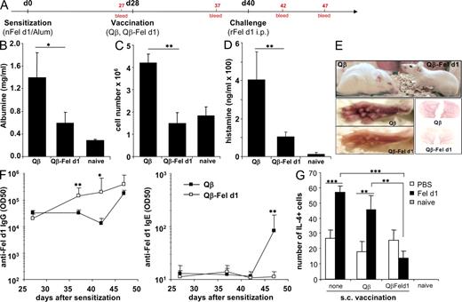 Figure 4. Qβ–Fel d1 vaccination blocks type I allergic reactions after i.p. allergen challenge. (A) Schematic outline of the experiment. BALB/c mice were sensitized and, 4 wk later, vaccinated s.c. with Qβ or Qβ–Fel d1. 12 d later, mice were challenged i.p. with rFel d1. (B–D) Peritoneal vascular leakage was determined by measurement of peritoneal albumin concentrations (B), peritoneal cell influx (C), and serum histamine levels (D) upon antigen challenge. Mean values ± SD are shown (n = 5). (E) Pictures of representative animals of each experimental group, 40 min after i.p. rFel d1 challenge. Qβ control animals displayed typical signs of an anaphylactic reaction including reduced activity, shaggy hair, closed eyes, and swollen and red feet and ears. (F) Fel d1–specific IgG (left) and Fel d1–specific IgE (right) titers. Subclass titers are provided in Fig. S4. Mean half-maximal antibody titers ± SD (n = 5) are shown. (G) ELISPOT assays were performed 1 wk after Fel d1 challenge as described in Materials and methods. Numbers of IL-4 producing cells per 2 × 105 spleen cells ± SD (n = 4) are shown (Qβ–Fel d1–PBS vs. Qβ–Fel d1–Fel d1 challenge, NS). In addition, similar results were obtained with purified CD4+ T cells (not depicted). The data shown are representative of two independent experiments with the same number of mice per group. *, P < 0.05; **, P < 0.005; ***, P < 0.0005.
