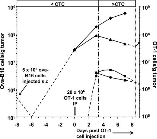 Figure 7. Relationship between ova-B16 tumor growth/regression and intratumoral OT-1 cell concentration in OT-1 cell–treated ova-B16 tumor–bearing mice. Data are obtained from Figs. 2 and 4 in Petersen et al. (2006) and were calculated as described in Table S4. C57BL/6 mice were inoculated with 5 × 105 ova-B16 cells subcutaneously on day −8, and with 20 × 106 in vitro–activated OT-1 cells i.p. on day 0. Intratumoral concentration is shown of OT-1 cells (■) from Fig. 2 (Petersen et al., 2006). Also shown are the number of ova-B16 cells in tumors of control mice (♦) and in tumors of mice that received 20 × 106 in vitro–activated OT-1 cells on day 0 (▴) calculated from Fig. 4 of Petersen et al. (2006) as described in (Table S4). CTC (•) was calculated as described in Li et al. (2004) and in the Materials and methods (Table S4). Dashed lines represent extrapolated trends based on findings reported in Petersen et al. (2006) and Stephens and Peacock (1978). The vertical dashed-dotted line indicates the point in time at which the intratumoral OT-1 concentration exceeds the CTC. The vertical dotted line indicates the estimated point in time at which the intratumoral OT-1 concentration falls below the CTC, thereby permitting resumption of tumor growth (arrow).