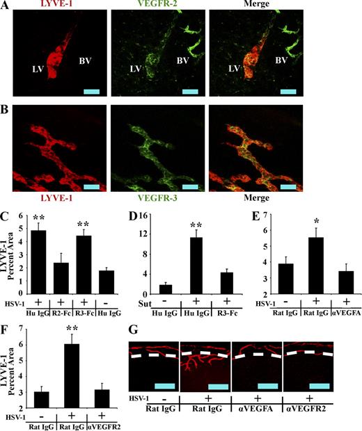 Figure 3. HSV-1–induced lymphangiogenesis is dependent on VEGF-A/VEGFR-2 but not VEGFR-3 ligands. (A and B) LYVE-1+ (red) vessels extending into the cornea after HSV-1 infection were positive for VEGFR-2 (A) and VEGFR-3 (B). Isotypic control staining is shown in Fig. S1. LV, lymphatic vessel; BV, blood vessel. Data are representative of two experiments. n = 6 per group. The image was acquired with a 400× objective. Bars, 100 µm. (C) Mock- or HSV-1–infected animals were treated with competitive inhibitors of VEGF family members, including VEGFR2-Fc or VEGFR3-Fc, which bind VEGF-A/C/D or VEGF-C/D, respectively. Lymphatic vessel area was quantified using LYVE-1 and expressed as percent area of 100× fields of view. The inhibitor VEGFR2-Fc significantly (**, P < 0.01) inhibited HSV-1–associated lymphangiogenesis, whereas VEGFR3-Fc was ineffective. (D) VEGFR3-Fc was capable of inhibiting (**, P < 0.01) lymphangiogenesis through 5 d after the placement of a full penetration suture through the cornea when used with the same doses and schedule as with the experiment shown in C. (E and F) To determine if VEGF-A or VEGFR-2 were directly responsible for HSV-1–induced lymphangiogenesis, mock- or HSV-1–infected animals were treated with either control IgG or neutralizing antibody against VEGF-A (E) or VEGFR-2 (F), both of which significantly (**, P < 0.01; *, P < 0.05) inhibited HSV-1–induced lymphangiogenesis. Error bars in C–F represent the SEM based on the results of each cornea sample summarized for both experiments. (G) Representative images of HSV-1–associated lymphatic vessels after subconjunctival injections of control rat IgG, anti–VEGF-A, or anti–VEGFR-2, visualized using LYVE-1 (red). Dashed lines show demarcation between the limbus and the cornea proper. Bars, 500 µm. Data showing lymphatic vessel area after antibody or VEGFR2/3-Fc treatment is a summary of two experiments with 12 corneas and four 100× fields of view quantified per cornea.