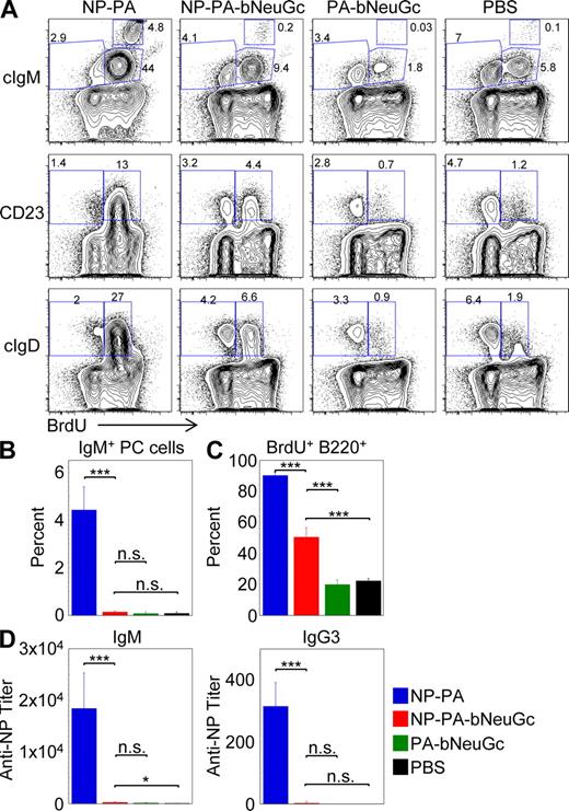 Figure 6. Flow cytometry and serum antibody analysis of in vivo responses of NP-specific B cells to sialylated and unsialylated conjugates. Rag1−/− mice that received 107 isolated splenic QM transgenic B cells were challenged with 40 µg of the indicated conjugates 2 h later. From the time of reconstitution they were labeled with BrdU as indicated in Materials and methods. Similar results were obtained in two independent experiments similar in design but using CFSE-prelabeled B cells rather than BrdU to measure cell division (e.g., Fig. S4). (A) At day 7 after reconstitution, spleen cells were analyzed for BrdU uptake and B cell marker expression. A lymphocyte gate was used for analysis. Plots shown were representative of mice receiving NP–PA–bNeuGc (n = 5), NP–PA (n = 5), PA–bNeuGc (n = 3), and PBS (n = 3). Percentages are shown. (B) Quantitation of percentages of IgM+ plasma cells as defined by high levels of cytoplasmic IgM. (C) Percentages of B220+ cells scoring positive for BrdU uptake. (D) Serum anti-NP IgM and IgG3 antibody titers of the indicated recipients obtained at day 7 after reconstitution/challenge. Shown are means + SD. *, P < 0.05; and ***, P < 0.005 using the two-tailed Student’s t test. n.s., not significant.