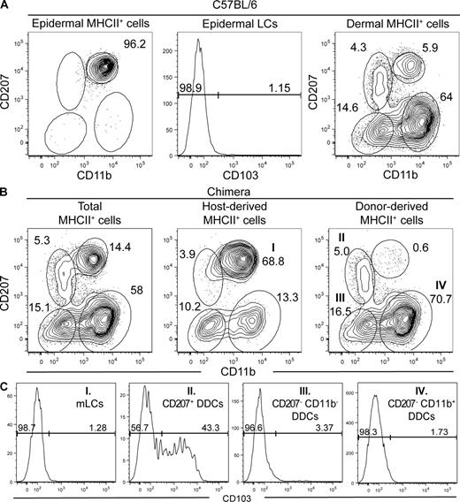 Figure 1. The skin contains five distinguishable DC subsets. Flow cytometry analysis of epidermal and dermal cell suspensions from C57BL/6 (B6) and B6 (CD45.1)→B6 (CD45.2) BM chimeras. After gating out autofluorescent cells using the AmCyan channel (den Haan et al., 2000; Wilson et al., 2003), MHCII+ cells were analyzed for expression of langerin (CD207) versus CD11b, and CD103 expression was determined on each of the specified DC subsets. (A) In B6 mice, the epidermis contains CD207high CD11bint LCs that are CD103− and the dermis contains four DC subsets that can be distinguished on the basis of CD11b and CD207 expression. (B) DCs found in the dermis of B6 (CD45.1)→B6 (CD45.2) BM chimeras were segregated into host-derived and donor-derived cells using CD45.1 staining (Fig. S1). Host-derived CD45.1− CD207high CD11bint cells correspond to mLCs that are in transit to CLNs. Donor-derived CD45.1+ DDCs segregate into CD207+ CD11blow, CD207− CD11b+, and CD207− CD11b− subsets. (C) Analysis of the expression of CD103 on the four DC subsets present in the dermis showed that it is only expressed on a fraction of the CD207+ CD11blow subset and thus allows us to define five skin DC subsets. The percentages of cells found in each of the specified gates are indicated. Data shown are representative of at least 12 chimeric mice corresponding to six independent experiments.