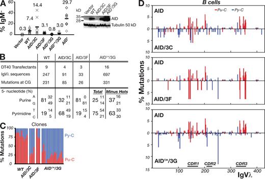 Figure 3. Modified AIDs give altered IgVλ hypermutation spectra in B cells. (A) Hypermutation of IgVλ was assayed by monitoring surface IgM-loss in AID−/− ψV−/− sIgM+ DT40 cells that had been stably transfected with constructs coexpressing the indicated AID mutants together with GFP. For each construct, the percentage of surface IgM-loss variants in 8–12 independent clonal transfectants were determined 3 wk after subculturing. On the right, Western blots representative of multiple clones show AID abundance in the DT40 cell extracts, with tubulin as loading control. (B) 5′-flanking nucleotide preferences of the IgVλ C mutations produced by the variant AID deaminases in the DT40 clonal transfectants. The compilations are based on mutations detected in unsorted DT40 cells analyzed 8 wk after transfection, except for AID/3C, where sequences from both unsorted and sorted sIgM− populations contributed to the mutation database. In the case of AID1*/3G, the nucleotide preferences are given based on an analysis of all the mutations in the dataset, as well as from an analysis in which the four major hotspots were removed from the calculations. (C) Percentage of mutated C residues flanked by 5′-purine (red) or 5′-pyrimidine (blue) in IgVλ sequences analyzed from individual expanded DT40 clonal transfectants represented by each bar. (D) Distribution of IgVλ mutations in the DT40 transfectants, in each comparing the spectrum achieved with a modified AID (below the line) to that achieved with wild-type AID (above the line). Mutations (which were >95% at C:G pairs) were computed as being caused by C deamination with those Cs flanked by a 5′-purine (Pu-C) indicated in red and those by a 5′-pyrimidine (Py-C) in blue. Further details on the mutations obtained with these deaminases, as well as with AID1 are shown in Fig. S2 and Fig. S3.