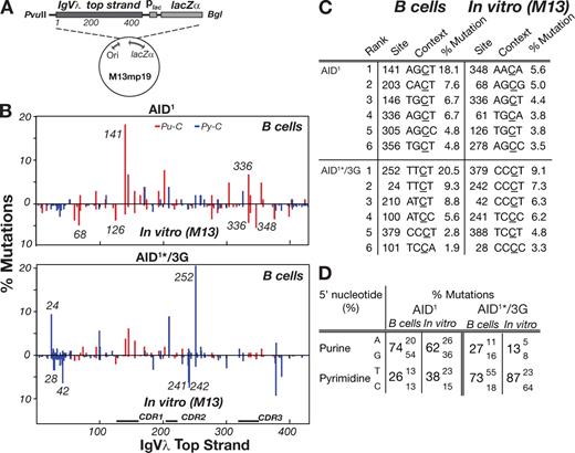 Figure 4. Different IgVλ hotspots dominate the mutation spectra in B cells and in the gapped duplex assay. (A) The M13mp19-IgVλ-lacZ gapped duplex substrate DNA is depicted with more detailed information provided in Fig. S5 A. Nucleotide position 1 is equivalent to the first nucleotide of the in vivo IgVλ analyzed in Fig. 3. (B) The graphs compare the distribution of IgVλ mutations obtained with AID1 or AID1*/3G in the gapped duplex assay (shown below the line) with the distribution of IgVλ top strand C mutations obtained with the same deaminases in DT40 B cells (shown above the line). The distributions of IgVλ top strand C mutations in DT40 cells for AID1*/3G and AID1 derive from the same mutation databases used in Fig. 3 and Fig. S2, respectively, although those figures portray all C mutations (i.e., whichever DNA strand they have occurred upon). The positions of some individual hotspots are indicated in italics. Red, 5′-purine flank (Pu-C); blue, 5′-pyrimidine flank (Py-C). (C) The location and local context of the most frequently mutated C residues along the IgVλ top strand in the gapped duplex and DT40 B cell mutation assays are compared. Mutation load at each nucleotide position is represented as a percentage of the total mutations in each dataset. (D) The percentages of total C mutations in the gapped duplex assays and DT40 B cells (top strand) at C residues with each of the four possible 5′-flanking bases are compared for AID1 and AID1*/3G.