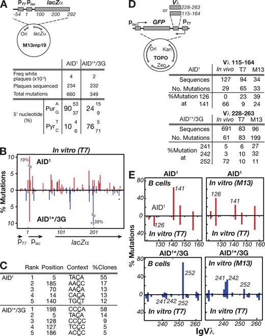 Figure 5. Mutation spectra from in vitro transcription-coupled mutation assays. (A) The T7-lacZ transcription-coupled substrate in which a T7 promoter is inserted upstream of the lac promoter in M13mp19 (Fig. S5 B). Nucleotide position 1 is defined as the start of the lac promoter. The adjacent table shows the 5′-flanking nucleotide preferences of the C mutations produced by GST-AID1 or GST-AID1*/3G in lac target DNA during in vitro transcription by phage T7 RNA polymerase. (B) Mutation distribution along the T7 transcription-coupled lacZ target DNA with mutation at each nucleotide position expressed as the percentage of total mutations. Two heavily mutated positions are off-scale: their percentage mutations are indicated. Because mutation analysis was restricted to Lac− plaques, this selection results in a skewing in favor of lac-inactivating mutations, although most mutated templates carried 1–3 mutations in the target region. Positions at which C deamination yields a stop codon are indicated by an asterisk. (C) The location and local context of the five most frequently mutated C residues along the transcribed lac target. All the mutated residues shown are located on the top (nontranscribed) strand. (D) Transcription-linked mutation of a T7-linked GFP-Vλ target. The substrate DNA is a derivative of plasmid pCR-Blunt II-TOPO in which a region of IgVλ (residues 115–164 or 228–263) has been inserted between the T7 promoter and a GFP reporter with T7-catalyzed transcription of the IgVλ fragment being in the same sense as IgVλ transcription in B cells (Fig. S5 C). For each construct (pCR-GFP-Vλ115−164-T7 and pCR-GFP-Vλ228−263-T7), the tables compare the percentage of total mutations within the target Vλ region that occur at selected individual positions with the equivalent percentage mutation values for the same positions over the same target regions in the M13 or B cell mutation assays. (E) Comparison of the mutation distributions obtained in the T7-coupled mutation assay over IgVλ residues 115–164 (for AID1) or 228–263 (for AID1*/3G) to the distributions obtained in DT40 B cells (left) or in the gapped duplex assay (right). In these comparisons, analysis is restricted to nontranscribed strand mutations. Positions of individual hotspots are indicated in italics. Red, 5′-purine flank; blue, 5′-pyrimidine flank.