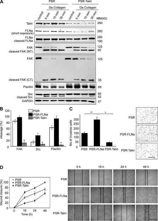 Figure 9. FLNa and talin are competitive substrates for cleavage by calpain and differentially regulate breast cancer cell invasion. (A) Control (PSR) and talin-silenced (PSR-Talin) BT-20 cells were cultured on 10-cm dishes and stimulated with degraded type I collagen (De.Collagen) to promote calpain-mediated cleavage of FA proteins. Control indicates unstimulated. Cell lysates were immunoblotted with the indicated antibodies. CT, C terminus; MM, molecular mass; NT, N terminus. (B) Quantification and comparison of FA protein cleavage (mean ± SD) at 5-min time point after degraded collagen stimulation from Western blot results of three independent experiments as in A and Fig. S5 B (*, P < 0.005). (C) Invasion of control (PSR), FLNa-silenced (PSR-FLNa), and talin-silenced (PSR-Talin) BT-20 cells using the Boyden chamber assay as described in Materials and methods. The bar graph shows the quantification of cell invasion results as the mean ± SD of four independent experiments and five fields per condition (*, P < 0.005; **, P < 0.01). Representative images of invasive cells on the membrane are shown. (D) Bar graph shows the quantification of cell migration analyzed by the wound healing assay. Control (PSR), FLNa-silenced (PSR-FLNa), and talin-silenced (PSR-Talin) BT-20 cells were wounded and monitored over 48 h to determine the rate of migration into the scratched area. The experiment was repeated four times, and results are expressed as mean ± SD. Representative images of the wound captured at different time point are shown. The vertical black lines delimit the wounded regions at different time points. Bars: (C) 150 µm; (D) 200 µm.