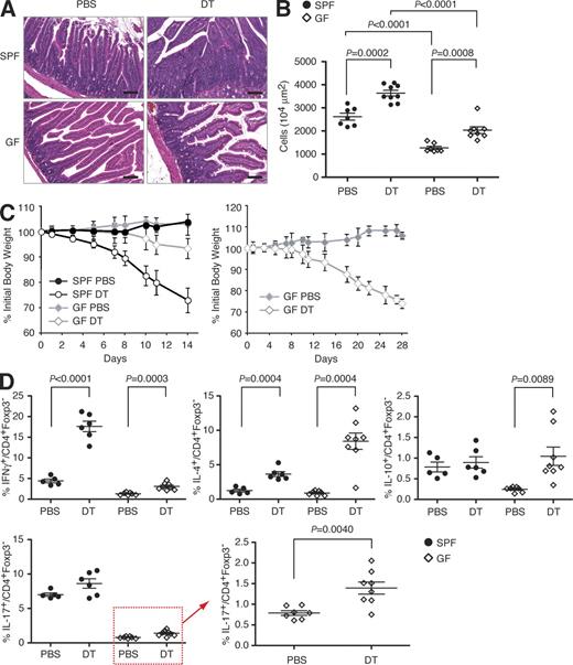 Figure 3. Inflammation in the small intestine of T reg cell–depleted SPF mice was more severe than in GF mice. (A) Representative histopathology of the small intestine of SPF and GF Foxp3DTR mice 8 d after the start of the treatment with PBS or DT. Bars, 100 µm. (B) The cell numbers in the lamina propria of the small intestine in the indicated mice were determined by morphometry. (C) Analysis of the body weight of SPF and GF Foxp3DTR mice treated with DT or PBS (control). The left panel shows changes in body weights between days 0 and 14 (n = 13 for each group). The right panel shows changes in body weights between days 0 and 28 (n = 4 for each group). Error bars represent SD. (D) Leukocytes isolated from the small intestinal lamina propria of the indicated mice were stimulated in vitro with anti-CD3 and anti-CD28 in the presence of monensin, and intracellular staining for the indicated cytokines was performed. The frequencies of cytokine-producing cells among CD4+Foxp3− cells were determined by flow cytometric analysis. Absolute numbers of the cells are shown in Fig. S2. Data are representative of two independent experiments. (B and D) The horizontal lines indicate the mean ± SEM.