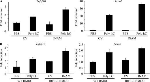 Figure 8. INAM-mediated induction of TRAIL and granzyme B in BMDC. (A) In vitro induction of TRAIL (Tnfsf10) and granzyme B (Gzmb) mRNA by INAM-expressing BMDC. BMDCs (IRF-3−/−) were infected with INAM-expressing virus or CV as in Fig. S4. After 24 h, the BMDCs (IRF-3−/−) were incubated with WT NK cells at DC/NK = 1:2. 8 h later, DX5+ cells were collected by FACS sorting and their RNA was extracted to determine the mRNA levels of the indicated genes. A representative result of three similar experiments are shown. (B) In vivo induction of TRAIL and granzyme B mRNA by INAM-expressing BMDC. WT BMDCs were stimulated with 10 µg/ml polyI:C or medium only. IRF-3−/− BMDCs were infected with CV or INAM-expressing vector. These BMDCs were allowed to stand for 24 h and then 5 × 105 cells were injected into footpads of WT mice. After 48 h, DX5+ cells were collected from the inguinal LN by FACS sorting. RNA of the cells was extracted and the levels of the indicated mRNA were determined by real time PCR. Data show one of two experiments with similar results. Data in A and B represent mean ± SD.