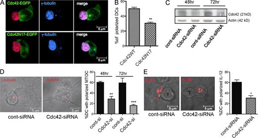 Figure 6. Cdc42 controls MTOC/IL-12 polarization at the IS. Cdc42 is recruited at the IS and is required for DC-MTCO polarization. (A) DCs were transfected with WT (Cdc42WTGFP) or dominant-negative mutant (Cdc42N17GFP) Cdc42 fused to GFP. GFP+ cells were enriched by cell sorting and mixed with SNARF-labeled OT-I cells (emits in the blue and red in this acquisition setting). Confocal images show a representative example of Cdc42WTGFP recruited at the IS and colocalized with polarized γ-tubulin (blue), and one example of diffused Cdc42N17GFP staining in a nonpolarized cell (Fig. S3). (B) The percentage of DCs with the MTOC polarized toward the contact region in the two groups was scored in n > 50 cells/condition in three independent experiments (**, P = 0.0124). (C) DCs were transfected with a siRNA targeted against Cdc42 (Cdc42-siRNA) or an unrelated siRNA (cont-siRNA). Protein depletion was assessed on total cell extracts by Western blot analysis at 48 and 72 h after transfection. (D) A representative confocal z slice showing the DC-MTOC position at the IS in control and Cdc42-depleted DCs (anti-γ-tubulin, red). The percentage of DCs showing a polarized MTOC was quantified on at least 90 conjugates in 3 independent experiments. Values are plotted as mean ± SEM (**, P = 0.0032 and **, P = 0.0045 at 48 and 72 h, respectively; Student’s t test). (E) Representative images and quantification of IL-12 recruitment at the IS in control and Cdc42-silenced cells. Values are plotted as mean ± SEM of two independent experiments (40 cells/condition; *, P = 0.0365, Student’s t test).
