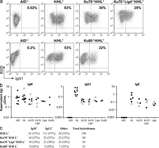 Figure 2. High IgG1 and IgE CSR levels in Ku70−/−, Ku70−/−Lig4−/−, Ku80−/−, and Lig4−/− B cells. (a) Representative FACS panel for IgG1 CSR in B cells stimulated with αCD40 plus IL-4 and assayed at day 3.5. Data shown are representative of >10 experiments, with one or more mouse of each genotype per experiment. Table S1 contains a summary of all FACS experiments. (b) ELISA quantification of IgM, IgG1, and IgE secretion (μG/ml) in B cells stimulated as in a. Black circles, H/H (the knock-in prerearranged heavy chain receptor is present on both alleles); white circles, H/+ (knock-in heavy chain on one allele). All experiments completed are shown, with one mouse per genotype per experiment and each circle represents one mouse. Table S2 contains a detailed summary of all ELISA experiments. (c) Frequency of IgG1-secreting hybridomas generated from αCD40/IL-4–stimulated B cells. Hybridomas for one mouse per genotype are shown. The number and percentage of hybridomas is indicated for each isotype assayed. “Other” denotes hybridomas negative for both IgM and IgG1 secretion, some of which may be IgE+ because IgE ELISA was not performed for the fusions shown. Data shown are representative of three independent hybridoma fusion experiments (one mouse each) for WT-HL and Ku70−/−HL and two independent hybridoma fusions (one mouse each) for the Ku70−/−Lig4−/−HL mice. Table S3 contains a summary of all hybridoma data, with multiple mice of each genotype.