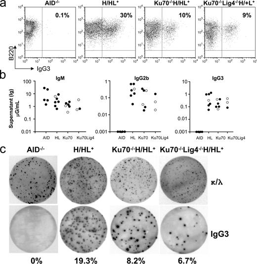 Figure 3. Ku70- and Ku70/Lig4-deficient cells undergo robust CSR to IgG3 and IgG2b. (a) Representative FACS panel for IgG3 CSR in B cells stimulated with LPS and anti–IgD-dextran and assayed at day 3.5. Data shown are representative of >10 experiments, with one or more mouse of each genotype per experiment. Table S1 contains a summary of all FACS experiments. (b) ELISA quantification of IgM, IgG3, and IgG2b secretion (micrograms/milliliter) in B cells stimulated as in a. Black circles, H/H (the knock-in prerearranged heavy chain receptor is present on both alleles); white circles: H/+ (knock-in heavy chain on one allele). Each circle represents one mouse. All experiments completed are shown, with one mouse per genotype per experiment. Table S2 contains a summary of all ELISA experiments. (c) Representative ELISPOT assay on B cells stimulated as in A. (top) Dots represent Igκ- and Igλ-secreting B cells. (bottom) Dots represent IgG3-secreting B cells. Percentages of B cells undergoing CSR to IgG3 are shown. Data shown are representative of three experiments, with one mouse of each genotype per experiment.