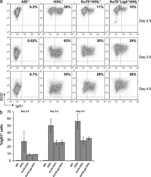 Figure 4. Time course for IgG1 CSR in Ku70−/−H/HL+, Ku70−/−Lig4−/−H/HL+, and WT-H/HL+ B cells stimulated with αCD40 plus IL-4. (a) Representative FACS plots for IgG1 CSR quantification in B cells from the indicated backgrounds stimulated with αCD40 plus IL-4. IgG1 FACS was recorded at day 2.5, 3.5, and 4.5. AID, AID−/− B cells used as negative controls for CSR. Percentage of B220+IgG1+ cells that have undergone CSR is shown for each genotype at each time point. Data shown are representative of three independent B cell stimulation experiments, with one mouse of each genotype per experiment. (b) Quantification of CSR levels at days 2.5, 3.5, and 4.5 from the beginning of the in vitro stimulation. Data are based on at least three mice per genotype used in three separate experiments. Table S1 contains the summary of all FACS experiments.