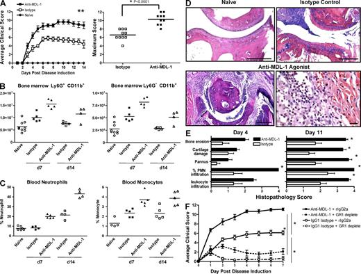 Figure 2. MDL-1 activation enhances autoimmune arthritis. (A) Treatment with anti–MDL-1 agonist mAb exacerbates CAIA. B10RIII mice (n = 5/group) were given arthrogen to induce arthritis. Mice treated with anti–MDL-1 mAb (clone DX163) at the time of arthrogen treatment showed disease exacerbation compared with isotype controls. Maximum clinical score of individual mice from two separate anti–MDL-1 treatment studies is shown on the right. Results are representative of at least four experiments. (B) Anti–MDL-1 treatment increases the absolute number of bone marrow granulocytes and monocytes. Each data point is FACS analysis of cells extracted from two tibias. (C) Peripheral blood peroxidase-positive neutrophils and macrophages are elevated in anti–MDL-1 treated mice, as shown by ADVIA analysis. The studies in B and C were performed twice. (D) Representative H&E-stained micrographs of metatarsal-phalange joints from the study shown in A. Bars: (top left, bottom left, and top right) 200 µm; (bottom right) 60 µm. The anti–MDL-1 agonist treatment group showed intense neutrophil and macrophage infiltration, as well as pannus tissue formation with extensive bone erosion. (E) Histopathology was performed in a masked fashion. Leukocyte infiltration and percentage of PMN infiltration were determined in the synovium and joint space. Percent PMNs: 1 = <20%, 2 = 20–40%, 3 = 40–60%, and 4 = >60%. Pannus tissue formation, cartilage destruction, and cortical bone erosions were assessed as described in the Materials and methods section. The severity was graded on a scale of 0–4. Comparisons between anti–MDL-1 and isotype control were determined using the Mann Whitney U test. * indicates P < 0.05 and is considered statistically significant. (F) Depletion of granulocytes/monocytes reduced anti–MDL-1–driven CAIA. Date shown are summary of two separate experiments (n = 10 per treatment group). Disease was induced as in A with additional groups that were pretreated on day −1 with anti-GR1 mAb (clone RB6-8C5, rIgG2a isotype) that depletes Ly6G+ and a subset of Ly6C+ cells. Disease was induced on day 0 and mice were given anti–MDL-1 mAb (clone DX163) or an IgG1 isotype control. Depletion of GR1+ populations was confirmed by flow cytometry (Fig. S4).