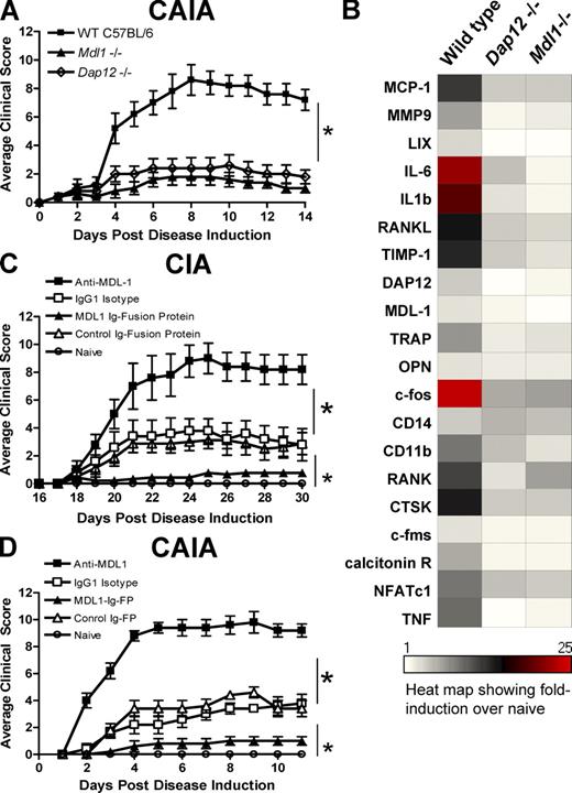 Figure 3. MDL-1 blockade inhibits autoimmune arthritis. (A) C57BL/6 control, Dap12−/−, and Mdl1−/− mice were injected with arthrogenic mAbs to induce CAIA. Mean clinical scores (n = 5/group) ± SEM are shown. Result is representative of two studies. * indicates statistical significance. (B) Hind paw mRNA from A was isolated for gene expression analysis. The absolute values of the inflammatory genes are shown in Fig. S7. (C) MDL-1 activation enhanced T cell– and myeloid cell–dependent arthritis. B10RIII mice were immunized with bovine type II collagen emulsified in CFA at day 0 to induce collagen-induced arthritis. Anti–MDL-1 agonist (clone DX163) was given on day 18 of immunization. Statistical significance was determined by analysis of variance (ANOVA). Results are representative of two studies. (D) B10RIII mice (n > 5/group) were given 1.5 mg of Arthrogen to induce CAIA. MDL-1 Ig fusion protein or control proteins were administrated at the time of Arthrogen treatment. * indicates statistical significance (P < 0.001) as determined by ANOVA analysis.