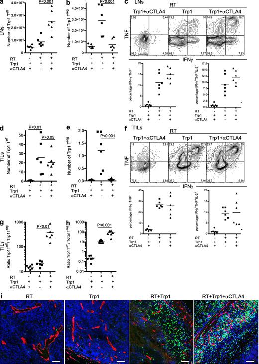 Figure 2. Combination of CD4+Trp1+ ACT and CTLA-4 blockade enhances activation and differentiation of CD4+Trp1+ Teff cells and reduces the number of T reg cells. (a–e) Tumor-bearing mice were treated at day 10 with or without 5 Gy of RT followed by transfer of 50,000 CD4+Trp1+ cells in the presence or absence of anti–CTLA-4 mAb. 8 d after therapy (day 18 after tumor challenge), mice were euthanized and numbers of CD4+Trp1+Foxp3− cells (Teff cells; a and d) and CD4+Trp1+Foxp3+ cells (T reg cells; b and e) were analyzed in LNs (a and b) and tumors (d and e). Numbers of CD4+Trp1+ Teff and T reg cells in tumors (d and e) were calculated as described in Materials and methods. (g and h) Proportions of CD4+Trp1+ Teff cells to CD4+Trp1+ T reg cells (g) and CD4+Trp1+ Teff cells to total T reg cells (h) were also calculated from tumor samples. CD4+Trp1+ cells from LNs (c) and tumor samples (f) were restimulated ex vivo, and IFN-γ, TNF, and IL-2 secretion was determined on a per cell basis. (i) In a parallel experiment, tumors were dissected and fresh frozen in optimum cutting temperature solution, cut, and stained for DAPI (blue), CD31 (red), and CD4 (green). Samples were analyzed by confocal microscopy with a 20X water immersion objective. Bars, 50 µm. Images showing whole-tumor immunofluorescence are shown in Fig. S3. Data are representative of three independent experiments (n = 3 mice per group). Horizontal bars represent means.