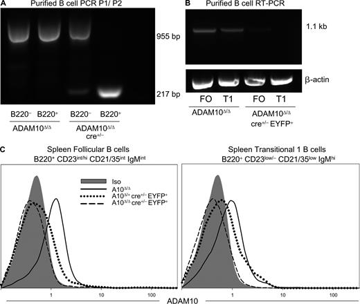 Figure 1. ADAM10Δ/ΔCD19cre+/− mice are B cell–specific ADAM10 knockouts. (A) PCR products for exon 9 of ADAM10 performed on isolated DNA, using primers P1 and P2 (Fig. S1). Spleen B220+ B cells and B220− non–B cells from the indicated mice were sorted via FACS. 955- and 217-bp bands represent full-length and recombined ADAM10, respectively. (B) RT-PCR for ADAM10 mRNA isolated from FO and T1 spleen B cells. FO B cells identified as B220+CD23int/hiCD21/35intIgMint and T1 B cells identified as B220+CD23low/−CD21/35lowIgMhi were isolated via FACS. (C) Flow cytometric analysis of ADAM10 expression on the surface of FO and T1 spleen B cells from the indicated mice. Sorted and analyzed cells from EYFP+ mice were identified as EYFP+ instead of B220+. Data are representative of three independent experiments.