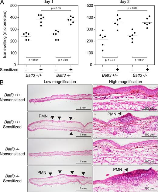 Figure 6. Batf3−/− mice display a normal CHS response. (A) Sensitized and nonsensitized Batf3+/+ and Batf3−/− mice were treated on their ears with DNFB to elicit a hapten-specific CHS response. Ear swelling was measured at days 1 and 2 after elicitation. Each point represents an individual ear (three mice per group, six ears per group; Fig. S6 A shows an independent trial of this same protocol). Horizontal lines represent the mean. (B) Light microscopy of H&E-stained sections of treated ears from nonsensitized and sensitized Batf3+/+ and Batf3−/− mice. Sensitized ears demonstrate edema and focal areas of leukocyte infiltration (arrowheads) composed largely of PMNs. Bars: (left) 1 mm; (right) 100 µm.