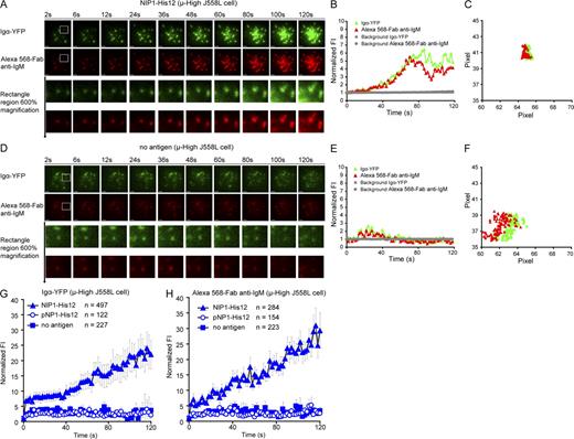 Figure 3. BCR microclusters grow in FI with time when encountering antigen-containing lipid bilayers. (A–F) Shown are two-color time-lapse TIRF images of μ-High J558L cells labeled with Alexa Fluor 568–Fab anti-IgM placed on planar lipid bilayers containing antigen NIP1-His12 (A–C) or lacking antigen (D–F) over a time course of 120 s (Video 5). The BCR microclusters were examined by simultaneously imaging Igα-YFP (green) and Alexa Fluor 568–Fab anti-IgM (red), as described in Materials and methods. Bars, 1.5 µm. Typical microclusters in the images indicated by the white boxes are shown at 600% magnification for better resolution. The FIs of these microclusters were fitted by a 2D Gaussian function for precise 2D (x, y) coordinates and integral FI profiles, as detailed in Materials and methods. The normalized FI (B and E) and 2D trajectories by means of x versus y footprints (C and F) accumulated over the 120-s time course of these two typical microclusters are given. The gray horizontal lines in B and E show the background FI values for these two typical microclusters over time. The background FI value is the Z0 value acquired in the 2D Gaussian function upon mathematical fitting, as shown in Fig. S4 A. The normalized FIs of all BCR microclusters analyzed by Igα-YFP (G) or Alexa Fluor 568–Fab anti-IgM (H) in μ-High J558L cells placed on lipid bilayers containing no antigen, NIP1-His12, or pNP1-His12 represent means ± SEM from 9–13 μ-High J558L cells in three independent experiments. For Igα-YFP clusters, data from six experiments were pooled.