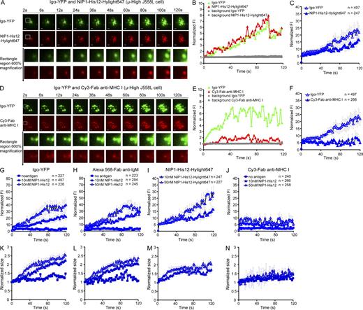 Figure 5. The growth of BCR microclusters is selective and antigen concentration dependent. (A–F) Two-color time-lapse TIRF images of Igα-YFP (green) and NIP1-His12-Hylight647 (red) are given at the indicated time points (Video 6) for μ-High J558L cells placed on planar lipid bilayers containing NIP1-His12-Hylight647 (A). Similarly, two-color time-lapse TIRF images of Igα-YFP (green) and Cy3–Fab anti–MHC I (red) are given at the indicated time points (Video 7) for μ-High J558L cells placed on planar lipid bilayers containing NIP1-His12 (D). Bars, 1.5 µm. (A and D, bottom) Typical microclusters magnified 600% and analyzed by 2D Gaussian fitting. Shown are the normalized FI for Igα-YFP and NIP1-His12-Hylight647 (B) and Igα-YFP and Cy3–Fab anti–MHC I (E). The gray horizontal lines in B and E show the background FI values for these two typical microclusters over time. The background FI value is the Z0 value acquired in the 2D Gaussian function upon mathematical fitting, as shown in Fig. S4 A. Normalized FI of all Igα-YFP and NIP1-His12-Hylight647 clusters (C) or Igα-YFP and Cy3–Fab anti–MHC I clusters (F) are given with time. (G–N) The normalized FI (G–J) and size (K–N) of microclusters examined by Igα-YFP (G and K), Alexa Fluor 568–Fab anti-IgM (H and L), NIP1-His12-Hylight647 (I and M), or Cy3–Fab anti–MHC I (J and N) are given for μ-High J558L cells placed on lipid bilayers lacking antigen or containing NIP1-His12 antigen at a concentration of 10 nM (25 molecules/µm2) or 50 nM (100 molecules/µm2). The data represent means ± SEM of the indicated numbers of clusters in three independent experiments.