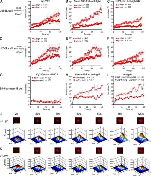 Figure 6. The growth in FI of BCR microclusters is antigen affinity dependent. (A–F) The normalized FI of BCR microclusters examined by Igα-YFP (A and D) and Alexa Fluor 568–Fab anti-IgM (B and E) or of antigen microclusters examined by NIP1-His12-Hylight647 (C and F) are given with time (Video 8) for μ-High or μ-Low J558L cells placed on planar lipid bilayers containing NIP1-His12 (A, B, D, and E) or NIP1-His12-Hylight647 (C and F) at a concentration of 10 nM (25 molecules/µm2) or 50 nM (100 molecules/µm2), as indicated. (G–I) The normalized FIs of Cy3–Fab anti–MHC I (G), IgM–Alexa Fluor 488 (H), and NIP1-His12-Hyligh647 (or pNP1-His12-Hyligh647; I) microclusters are given for B1-8 primary B cells placed on planar lipid bilayers containing the high affinity antigen NIP1-His12 or the low affinity antigen pNP1-His12. In A–I, the data represent means ± SEM of indicated numbers of microclusters in three independent experiments. (J and K) Also given are pseudocolor 2.5D Gaussian images of typical antigen microclusters examined by NIP1-His12-Hylight647 at the indicated times for μ-High (J) or μ-Low (K) J558L cells placed on antigen-containing lipid bilayers. The FWHM of each microcluster upon 2D Gaussian fitting was used as a measure of the size of the microclusters, as detailed in Materials and methods and Fig. S4 A. Bars, 1.5 µm.