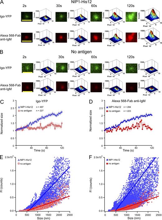 Figure 4. BCR microclusters grow in both size and FI with time when encountering antigen-containing lipid bilayers. (A and B) Pseudocolor 2.5D Gaussian images of one typical Igα-YFP or Alexa Fluor 568–Fab anti-IgM microcluster are shown at the indicated times (Video 5) for μ-High J558L cells placed on planar lipid bilayers containing NIP1-His12 (A) or lacking antigen (B). The FWHM of each BCR microcluster upon 2D Gaussian fitting was used as a measure of the size of the microclusters, as detailed in Materials and methods and Fig. S4 A. Bars, 1.5 µm. (C and D) Means ± SEM of the normalized size of BCR microclusters analyzed by Igα-YFP (C) or Alexa Fluor 568–Fab anti-IgM (D) are given at the indicated time points for μ-High J558L cells placed on planar lipid bilayers containing NIP1-His12 or lacking antigen. Data represent the indicated numbers of BCR microclusters examined in three independent experiments. (E and F) Linear regression analyses of the FI and the size of BCRs. The slopes of the linear fitting for μ-High J558L cells placed on planar lipid bilayers containing NIP1-His12 antigen were 85 (Igα-YFP; E) and 106 (Alexa Fluor 568–Fab anti-IgM; F). The slopes for μ-High J558L cells placed on planar lipid bilayers containing no antigen were each 27 (E and F).