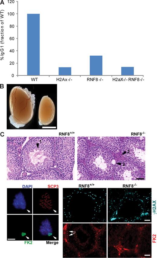 Figure 3. RNF8 and H2AX function epistatically in class switching and spermatogenesis. (A) Frequency of IgG1 expression in B cells from WT, H2AX−/−, RNF8−/−, and H2AX−/−RNF8−/− mice stimulated with LPS plus IL-4 for 4 d. One representative out of three independent experiments is shown (Fig. S3). (B) Comparison of testes size in RNF8+/+ and RNF8−/− mice. Bar, 3 mm. (C, top) Sections of testes stained with hematoxylin-eosin. (arrowhead 1) In RNF8+/+ testes, mature sperm is organized in a rosette-like manner and is abundant. In RNF8−/− testes, the amount of sperm is much reduced. RNF8 mutant testes show evidence of degeneration such as the accumulation of Leydig cells in intertubular spaces (arrowhead 2) and areas of vacuolization (arrowhead 3). Bar, 50 µm. (bottom left) Immunofluorescence of isolated WT mouse spermatocytes with antibodies against SCP3 (red) and FK2 (green). The image illustrates that the staining of FK2 is restricted to the XY body. Bar, 5 mm. (bottom right) Immunofluorescence of testes from RNF8+/+ and RNF8−/− animals stained with antibodies against γH2AX (green) and FK2 (red). Note that although a normal γH2AX signal was detected in both tissues, the sex body–associated FK2 signal (arrows) was not detectable in RNF8−/− testes. Bars, 50 mm. Two mice of each genotype were analyzed in B and C.