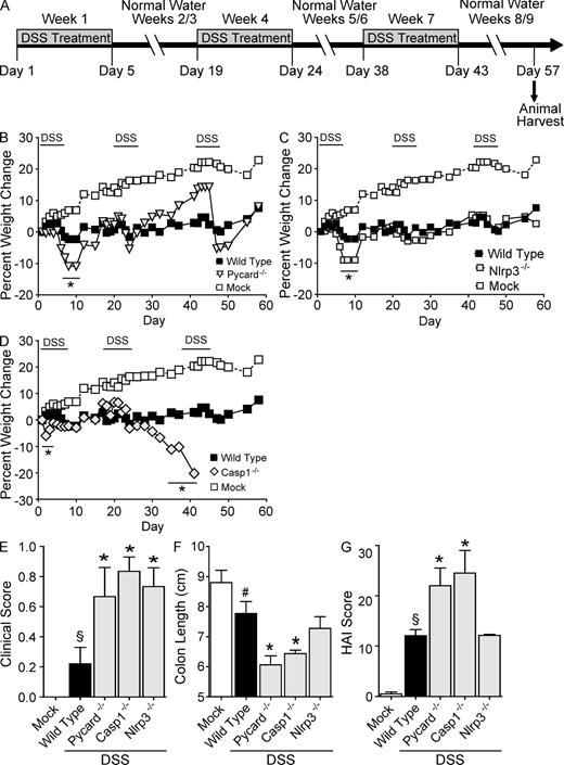 Figure 2. NLR inflammasome components attenuate recurring ulcerative colitis. (A) Schematic of the recurring model of DSS-induced ulcerative colitis. (B–D) Weight loss of Pycard−/−, Nlrp3−/−, and Casp1−/− mice after DSS challenge. (E) Clinical parameters (weight loss, stool consistency, and bleeding) of indicated mice. These data are the averages of each clinical score collected throughout the recurring colitis model. (F) Colon length of indicated mice. (G) Colon histopathology scores reflecting the severity of inflammation, epithelial defects, crypt atrophy, and area affected in hematoxylin and eosin–stained sections through the mid and distal colon. The individual scores are shown in Fig. S2 and summed to generate a HAI. Colon length and histopathology were assessed in the Casp1−/− animals on day 40, whereas these two parameters were assessed on day 57 in the other genotypes tested. Data shown are representative of three independent experiments and depict the mean ± SEM. Error bars have been omitted from the weight loss data for clarity of presentation. The symbols # and § indicate P < 0.05 and P < 0.01, respectively, between the mock- and DSS-treated WT; * indicates P < 0.05 between the DSS-treated gene-deficient strains and WT. WT mock, n = 5; WT, n = 5; Pycard−/−, n = 3; Casp1−/−, n = 4; Nlrp3−/−, n = 3.