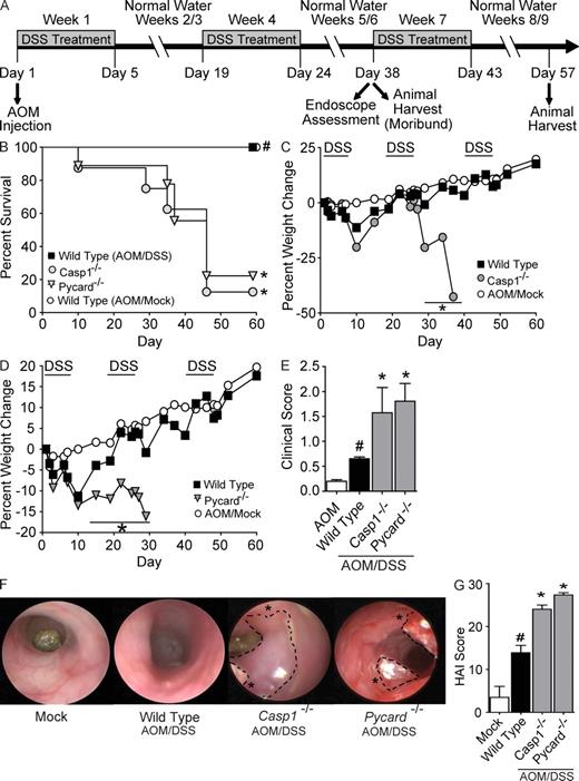 Figure 3. Casp1−/− and Pycard−/− mice are highly susceptible to inflammation-driven colon tumorigenesis. (A) Schematic of the four stage model of inflammation-driven tumor progression using the chemical carcinogen AOM and DSS. (B) Kaplan-Meier plot of WT, Casp1−/−, and Pycard−/− mouse survival. (C and D) Weight loss after AOM+DSS challenge. (E) Clinical parameters associated with increased gastrointestinal disease. (F) Inflammation and tumors revealed by in vivo high resolution endoscopy of during week 6 of the recurring colitis-driven tumor model. Asterisks indicate large tumors throughout the distal colons. (G) Colon histopathology scores reveal the severity of inflammation, epithelial defects, crypt atrophy, dysplasia, hyperplasia, and area affected in hematoxylin and eosin–stained sections through the mid and distal colon shown, as in Fig. S3. These scores were summed together to generate a HAI. Data shown are representative of three independent experiments and depict the mean ± SEM. Error bars have been omitted from the weight loss data for clarity of presentation. The symbol # indicates P < 0.05 between the AOM/mock and AOM/DSS-treated WT; * indicates P < 0.05 between the gene-deficient strains and WT. For the survival study: WT AOM/mock, n = 6; Casp1−/− n = 8; Pycard−/− n = 9; WT n = 9. For all other datasets: WT AOM, n = 3; WT, n = 9; Pycard−/−, n = 6; Casp1−/−, n = 3.