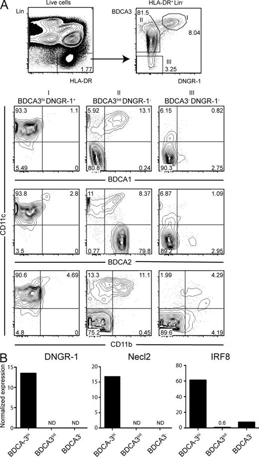Figure 1. DNGR-1+ BDCA3hi DCs are found in the spleens of humans. (A) Flow cytometry analysis of human spleen cell suspensions from cadaveric donors. Live HLA-DR+ Lin− cells were gated as shown (top left) and analyzed for expression of BDCA3 versus DNGR-1 (top right). Three populations were defined (gate I: BDCA3hi, DNGR-1+; gate II: BDCA3int, DNGR-1−; gate III: BDCA3−, DNGR-1−) and analyzed for the expression of CD11c versus BDCA1, BDCA2 or CD11b (bottom). Numbers indicate percentage of cells in each of the indicated gates or quadrants. Arrows show gating strategy. (B) Normalized expression of DNGR-1, Necl2, and IRF8 mRNA on sorted HLA-DR+ Lin− BDCA2− BDCA1− DCs, from human spleen, expressing high (BDCA3hi), intermediate (BDCA3int), or low levels of BDCA3 (BDCA3−). ND, not detectable. Data in A and B are representative of at least three cadaveric donors. Additional data analysis is shown in Fig. S1 and a summary of DC population frequency across three donors is presented in Table S1.