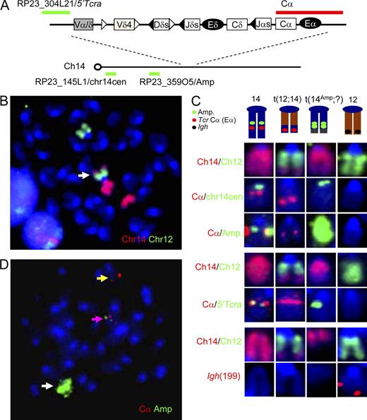 Figure 2. Cytogenetic analysis of ATM-deficient thymic lymphomas. (A) Relative position of the 5′Tcra/d (green), Cα (red), chr 14 Cen (green), and Amp (green) probes in relation to the Tcra/d locus on mouse chromosome 14. The colors of the lines indicating particular probes are consistent with the colors of these probes in C. (B) Representative chromosome 14 (red) and chromosome 12 (green) paint analysis of a metaphase from an ATM-deficient thymic lymphoma shows a t(12;14) translocation (white arrow), two other chromosome 14 or chromosome 14 fragments (red), and a chromosome 12 (green). Other representative analyses are shown in Fig. S4, and a summary of all slides analyzed is shown in Table S1. (C) Combined FISH and paint analyses of chromosomes 14 and 12 (and their derivatives) from ATM-deficient thymic lymphomas. The color dedication of each row is marked by the color of the font indicating the probes at the left. (top) One representative slide from tumor 5534 that was hybridized with chromosome paint, stripped and rehybridized with Cα and ch14cen FISH, and then stripped and rehybridized with Cα and Amp FISH. (middle) Another representative slide from tumor 5534, which was hybridized with chromosome paint, stripped, and hybridized with Cα and 5′Tcra/d probes. (bottom) Another representative slide from tumor 5534, which was first hybridized with chromosome paint, and then stripped and hybridized with Igh (199) FISH probe. Other representative analyses are shown in Fig. S4, and a summary of all slides analyzed is shown in Table S2. (D) Representative FISH analysis of using the Amp BAC (359O5 in green) and Cα BAC (in red) on metaphases from ATM-deficient thymic lymphomas. A white arrow indicates the amplified 359O5 signal and a yellow arrow indicates the isolated Cα. A pink arrow indicates the normal chromosome 14 containing both the Amp and Cα (without amplification) signals. Other representative analyses are shown in Fig. S4, and a summary of all slides analyzed is shown in Table S3. At least 10 (usually 20) independent metaphases were scored for each tumor shown in the representative examples shown in this figure. The figures show results that were found in least 50% (often >85%) of the metaphases scored from each slides.