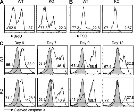 Figure 3. Proliferation and survival of Bcl11b-deficient OT-1 CD8+ T cells in vivo after Ag-specific activation. (A) Proliferation at day 6 after infection was evaluated by BrdU incorporation 16 h after the i.p. injection of BrdU in mice cotransferred with KO and WT cells and then infected with Lm-Ova, as described in Fig. 2. BrdU incorporation was evaluated within the donor Bcl11b-deficient CD45.2 and WT CD45.1/2 CD8+ T cell populations. (B) Forward scatter of the CD8+ T cells was evaluated in the same conditions as in A. (C) Survival of Bcl11b-deficient and WT CD8+ T cells during the course of infection with Lm-Ova. Cleaved caspase-3 was evaluated within the donor Bcl11b-deficient CD45.2 and WT CD45.1/2 CD8+ T cell populations at the indicated time points. Bcl11b-deficient CD45.2 and WT CD45.1/2 CD8+ T cells were transferred in CD45.1 recipient mice further infected with Lm-Ova, as described in Fig. 2. Histograms show levels of cleaved caspase-3 on gated CD45.2 (Bcl11b-deficient) or CD45.1/2 (WT) CD8+ T cell populations versus isotype control (filled histogram). Numbers indicate the percentage of cells within the gated populations. Levels of cleaved caspase-3 in recipient CD8+ T cells are indicated in Fig. S3 as an internal control. Data in A–C are representative of three independent experiments.