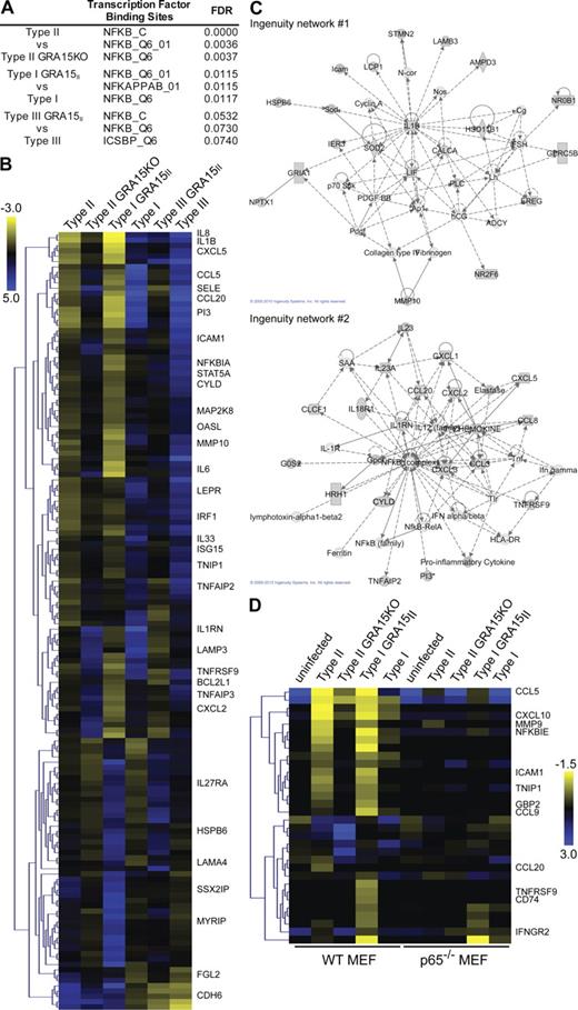 Figure 4. GRA15 activates NF-κB–mediated transcription. HFFs or MEFs were infected for 18–24 h with type II, type II GRA15KO, type I, type III, type I GRA15II, or type III GRA15II T. gondii strains, and host cell gene expression was analyzed by Affymetrix microarrays. At least two arrays were done per strain in HFFs and one array was done per strain in MEFs. (A) The top three enriched known TFBSs from GSEAs comparing type II versus type II GRA15KO and type I/III GRA15II versus type I/III infections are shown. (B) For the 146 genes that are defined as core GRA15-regulated genes, mean log2 gene expression values were median centered, genes were clustered by hierarchical clustering, and a heat map is presented. The complete set of genes is listed in Supplemental data 2. (C) Ingenuity pathway analysis was done for these 146 genes. The top two scoring networks are shown. (D) In MEF arrays, 32 genes have the same expression level in uninfected unstimulated WT and p65−/− cells and are regulated by GRA15. For these genes, log2 expression values were median centered, genes were clustered by hierarchical clustering, and a heat map is shown. The complete set of genes is listed in Supplemental data 2.