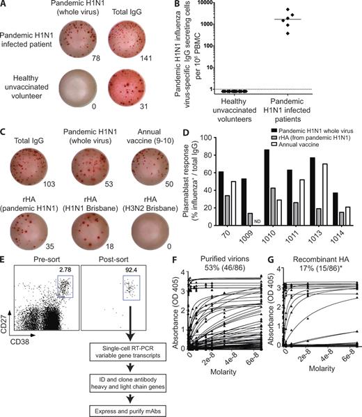 Figure 1. Generation of human mAbs against pandemic H1N1 influenza virus from infected patients. (A and B) Magnitude of the plasmablast response observed in peripheral blood of six pandemic H1N1-infected patients and 22 healthy (noninfected/nonvaccinated) donors by ELISPOT analysis. (A) Representative ELISPOT. Numbers of plasmablasts secreting antibody reactive to pandemic H1N1 is compared with the total number of IgG-secreting cells from each PBMC sample (numerals). All ELISPOT assays were performed in duplicate. (B) Summary of all the donors analyzed; each dot represents one patient or control. (C and D) Specificity of the sorted plasmablasts measured by ELISPOT analysis. Representative ELISPOT showing plasmablasts producing antibodies reactive with total IgG or pandemic H1N1 whole virus, annual influenza vaccine (2009/2010 TIV vaccine), or recombinant HA from pandemic H1N1, the previous year’s annual vaccine H1N1 strain (A/Brisbane/59/2007), or the previous years H3N2 strain (A/Brisbane/10/2007). (D) Summary of the frequency of whole IgG secreting cells specific to pandemic H1N1 whole virus, recombinant HA from pandemic H1N1, and recombinant HA from the previous year’s vaccine. Donors EM1 and SF1000 were not analyzed in this fashion, as the antigens were not available for live-cell analyses at that time point in the pandemic. (E) Sorting of plasmablast cells from pandemic H1N1 influenza–infected patients to generate mAbs. Flow cytometry plots show the percentage of CD27hiCD38hi cells (dot plots are gated on CD3−CD20lo/− lymphocytes). The plasmablasts are defined herein as CD3−CD20lo/−CD19+CD38hiCD27hi cells. (right) An example of post-sort purity of ungated cells (verified for each sample). Single plasmablasts were isolated from the sorted fraction by cell sorting, and variable antibody genes were cloned from individual cells (see Materials and methods). (F and G) Scatchard plots of binding of the isolated mAbs to pandemic H1N1 whole-purified virus (F) and pandemic H1N1 recombinant HA (G) as measured by ELISA. Antibodies were scored positive (frequency above plots) if they bound at least two standard deviations greater than the mean absorbance of naive B cell antibodies at 10 µg/ml (detailed in Fig. S1 A). Antibodies were tested at 10 µg/ml and threefold serial dilutions until a nonbinding concentration was determined. Each antibody was tested in at least two (and typically more) replicates for specificity and affinity estimations. Note that only 14 of 15 HA-binding antibodies have curves in G because one of the HA-reactive antibodies only binds HA on whole virions, not on the recombinant protein.