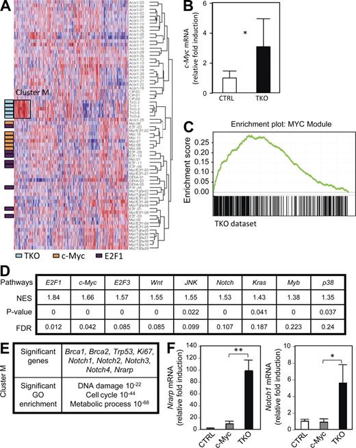 Figure 4. Activation of cellular signaling pathways in TKO HCC cells. (A) Nonsupervised hierarchical clustering of datasets from various mouse HCC models (TKO, c-Myc overexpression, and E2F1 overexpression). Datasets from different platforms were first normalized before analysis (see Materials and methods). A cluster of genes specifically up-regulated in the TKO dataset was identified (cluster M; supplemental text). The color scale is drawn relative to each gene (each row) with blue representing the lowest expression and red the highest. (B) RT-qPCR of c-Myc expression in five control livers (CTRL) and nine TKO HCC samples. (C) GSEA shows a significant enrichment in the TKO dataset of a predefined gene list that is specific for a core Myc signature (Myc module). (D) GSEA analysis was performed by comparing the TKO dataset (Table S2) with the entire list of curated gene sets available. The entire list of gene sets enriched in the TKO dataset is displayed in Table S3. The gene sets (pathways) are ranked from the highest to the lowest score (NES: most significant, left). Significant p-value is <0.05, and significant FDR is <0.25. (E) The genes in cluster M were processed through DAVID analysis for GO annotations, and the top enrichment scores and p-values are shown. (F) RT-qPCR analysis of Notch1 and the Notch pathway target Nrarp in TKO HCCs compared with c-Myc–induced HCCs and control liver samples (n = 3). Error bars indicate SEM. *, P < 0.05; **, P < 0.01.