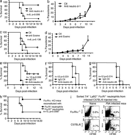 Figure 5. FcεRI+ neutrophils play a critical role in malaria pathogenesis. C57BL/6N mice were treated (n = 8) or not (n = 8) with 200 µg of antineutrophil (NIMP-R14) antibodies (a and b) or 100 µg of antieosinophil (anti–Siglec-F; c and d) 1 d before inoculation with 106 PbANKA-iRBC. The anti–Siglec-F–treated group received a second injection of antibody at day 4. Kaplan-Meier survival plots (a and c) and parasitemia (b and d) were recorded (log-rank test; P = 0.138). Data were obtained from three independent experiments. (e–g) Time-dependent effect of neutrophil depletion on mouse survival during ECM. C57BL/6 mice (n = 12) inoculated with 106 PbANKA-infected RBCs were treated with control IgG antibody or with the antineutrophil antibody NIM-PR14 (200 µg/mouse) for 4 (e), 5 (f), or 6 d (g) after infection. Kaplan-Meier survival plots were recorded using (log-rank test). Data shown are from two independent experiments. (h) Reconstitution of FcεRIα-KO mice with FcεRIα+ or FcεRI− neutrophils. At day 6 after inoculation with 106 iRBCs, FcεRIα-KO mice received 5 × 106 Ly6G+ 7/4+ FcεRI+ or Ly6G+ 7/4+ FcεRI− neutrophils from infected C57BL/6 mice (Fig. S4). Kaplan-Meier survival plots were recorded (n = 15; P = 0.0087). Data shown are representative of two independent experiments. (i) Sequestration of CFSE-labeled FcεRI+ neutrophils in the brain of infected recipient mice: Naive or infected FcεRIα-KO or WT C57BL/6 mice (day 6 after infection with 106 PbANKA-infected erythrocytes) were injected intravenously with 106 CFSE-labeled sorted neutrophils (Ly6G+ 7/4+ FcεRI+) obtained from infected C57BL/6 mice. Leukocytes were prepared, 1 or 24 h after injection, from brains of PBS-perfused recipient mice. These data are representative of three different mice in each group.