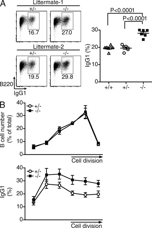 Figure 4. Increased class-switch recombination in B cells from REG-γ–deficient mice. (A) Flow cytometric analysis of class switching in (IL-4+LPS)-activated splenic B cells from REG-γ+/+, REG-γ+/−, and REG-γ−/− mice. After 3 d of activation, purified splenic B cells were stained with PE-conjugated anti-B220 and biotinylated anti-IgG1, followed by APC-conjugated streptavidin. FACS profiles from two pairs of REG-γ+/− and REG-γ−/− littermates are shown on the left. A graph on the right summarizes the results from six sets of littermates (error bars indicate mean ± SEM). The p-values were calculated using the unpaired two-tailed Student’s t test. (B) Purified splenic B cells from REG-γ+/− and REG-γ−/− mice were labeled with CFSE and stimulated with IL-4 and LPS. After 3 d of activation, the B cells were stained for B220 and IgG1. The graph on the top shows the distribution of the total B cell population on day 3 according to the extent of division they have undergone during culture and the graph below shows the percentage of B cells that have switched to IgG1 at day 3 as a function of the number of cell divisions undergone. A total of seven litter-matched pairs of mice in three independent experiments were analyzed. Error bars indicate mean ± SEM. Representative examples of the primary analyses are shown in Fig. S2 B.