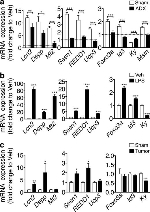 Figure 7. Glucocorticoid-driven gene expression signatures are present in skeletal muscle during central and peripheral inflammation. (a) Gene expression in ADX mouse Gn muscle 8 h after acute i.c.v. 10-ng IL-1β injection or Veh was measured by real-time PCR (n = 6–8/group). (b) Muscle gene expression in mouse Gn 8 h after i.p. LPS (250 µg/kg) or Veh was measured by real-time PCR (n = 5–7/group). (c) Gene expression in Gn in mice bearing LLC tumors (or sham) was measured by real-time PCR (n = 5–9/group). Reported values are relative to GAPDH. Data represented as mean ± SEM. The dotted line in a represents Veh-treated controls at a relative quantity of 1. *, P < 0.05; **, P < 0.01; ***, P < 0.001 by unpaired Student’s t test (b and c) or two-way ANOVA with Bonferroni’s corrected t test (a; raw data in Table S1).
