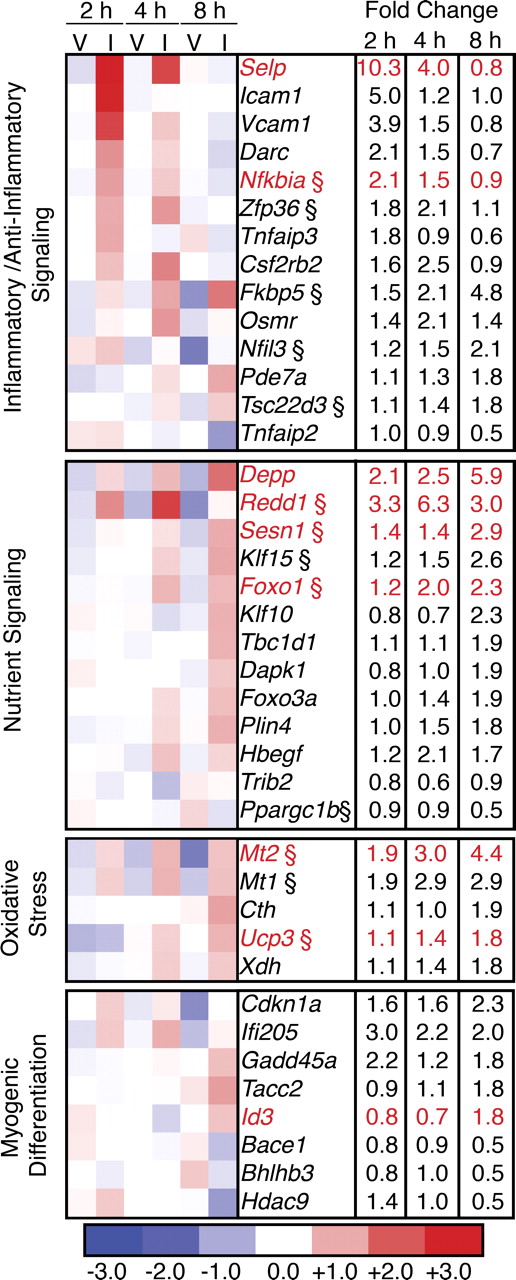 Figure 5. Central IL-1β treatment induces rapid and dynamic changes in skeletal muscle gene expression. WT mice received lateral ventricle injections of IL-1β (I) or Veh (V). Food was removed from the cages at the time of injection, and animals were sacrificed at 2, 4, and 8 h after the injection (n = 3–5/group). Skeletal muscle RNA was hybridized to Affymetrix Exon 1.0 ST arrays. Data were analyzed for a false discovery rate of 0.01. Genes that were >1.75-fold up- or down-regulated at any time point were categorized based on their annotated and published functions. Heat map values are log2 normalized array intensities. Genes with differential expression confirmed by real-time PCR are indicated in red (Fig. S1). § indicates genes that are annotated as glucocorticoid responsive or are regulated in muscle by glucocorticoids in published array datasets.