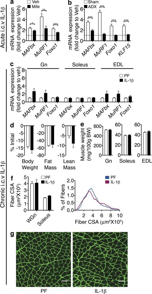 Figure 6. HPA axis activation is necessary for i.c.v. IL-1β–induced muscle catabolism. (a and b) Muscle atrophy gene expression in mifepristone (Mife) or Veh-treated (n = 6–8/group; a) and ADX or sham (n = 7–8/group; b) mouse Gn 8 h after acute i.c.v. 10-ng IL-1β injection was measured by real-time PCR. (c–g) ADX rats were treated for 3 d with chronic i.c.v. IL-1β or Veh (10 ng/h, n = 8–9/group). Veh-treated animals were PF to the IL-1β–treated group. (c) Atrophy gene expression in ADX rat muscle after 3-d chronic i.c.v. IL-1β infusion was measured by real-time PCR. Reported values are relative to GAPDH. (d) Body composition. (e) Muscle weight normalized to initial body weight (BW). (f) Mean fiber CSA in WGn and soleus and frequency distribution in WGn. (g) WGn immunostained for laminin (green) delineating fiber area. The dotted lines in a and b represent Veh-treated controls at a relative quantity of 1. Bars, 100 µm. Data are represented as mean ± SEM. *, P < 0.05; **, P < 0.01; ***, P < 0.001 by two-way ANOVA with Bonferroni’s corrected t test (a and b; raw data in Table S1) or by unpaired Student’s t test (d–g), with no comparisons reaching P < 0.05.