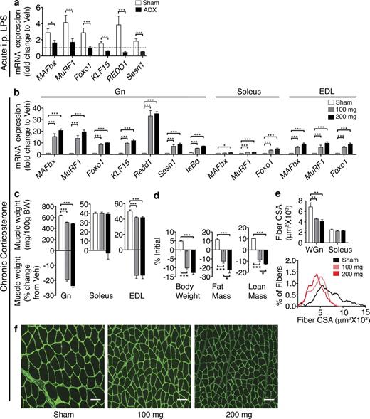 Figure 8. Glucocorticoid signaling contributes to atrophy as a result of systemic inflammation. (a) Gene expression in ADX mouse Gn muscle 8 h after i.p. LPS (250 µg/kg) or Veh was measured by real-time PCR (n = 6–8/group). (b–f) Rats were treated for 3 d with corticosterone (100 or 200 mg; n = 6–7/group). (b) Gene expression in rat muscle (Gn, soleus, and EDL). Reported values are relative to GAPDH. (c) Muscle weight normalized to initial body weight (BW) and weight change relative to Veh. (d) Body composition after 3-d corticosterone treatment. (e) Mean fiber CSA in WGn and soleus and frequency distribution in Gn. (f) WGn immunostained for laminin (green) delineating fiber area. The dotted line in a represents Veh-treated controls at a relative quantity of 1. Bars, 100 µm. Data represented as mean ± SEM. *, P < 0.05; **, P < 0.01; ***, P < 0.001 calculated by one-way (b–f) or two-way (a) ANOVA with Bonferroni’s corrected t test (raw data in Table S1).