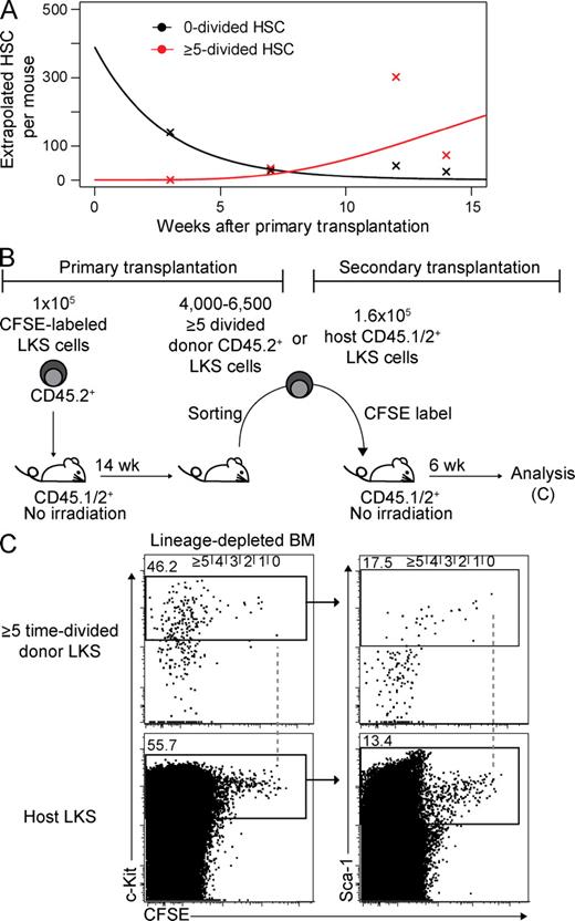 Figure 4. Maintenance of biologically defined HSCs over time and steady-state serial transplantation revealing changing divisional frequencies of LKS. (A) Mathematically calculated mean number of 0×- or ≥5×-divided biologically defined HSCs per mouse over time based on engraftment data described in Materials and methods and Table S2. (B) Experimental scheme of steady-state serial transplantation of cycling LKS cells into nonirradiated mice. (C) Representative dot plots of BM from secondary transplants gated on donor (CD45.2+) or host (CD45.1/2+) Lin− cells at 6 wk after secondary transplantation. Dashed lines represent zero division.