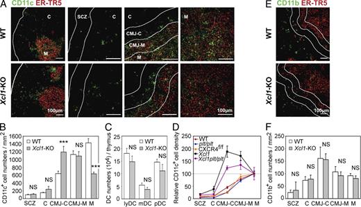 Figure 3. Distribution of DCs and macrophages in the thymus of Xcl1-deficient mice. (A) Two-color immunofluorescence analysis of thymus sections stained for CD11c (green) and the mTEC-specific ER-TR5 determinant (red). Representative images from three independent experiments are shown. White lines indicate borders among the indicated regions of the thymus section identified as in Fig. S2 A. C, cortex; M, medulla. Representative images from three independent experiments are shown. (B) Number of CD11c+ cells per unit area (1 mm2) of the indicated regions of the thymus sections was measured. Means and standard errors of cell numbers from three independent measurements are shown. (C) Means and standard errors (n = 6) of the absolute numbers of lymphoid DCs (lyDCs), myeloid DCs (mDCs), and plasmacytoid DCs (pDCs) in the thymus of indicated mice are shown. (D) Relative density of CD11c+ cells in the indicated regions to the density in the medullary region of the thymus section (in percentile). Means and standard errors (n = 3) for WT, plt/plt, Mx-Cre × CXCR4f/f, Xcl1-deficient, and Xcl1-deficient plt/plt mice are plotted. (E and F) The thymus sections were analyzed for CD11b (green) and the ER-TR5 determinant (red). Representative images from three independent experiments are shown in E, and means and standard errors of cell numbers from three independent analyses are shown in F. ***, P < 0.001. NS, not significant (P > 0.05).