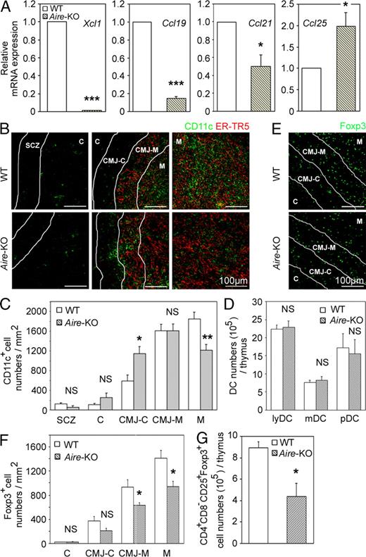Figure 7. DCs and T reg cells in the thymus of Aire-deficient mice. (A) Quantitative RT-PCR analysis of Xcl1, Ccl19, Ccl21, and Ccl25 expression in sorted CD45−EpCAM+UEA1+ mTECs from WT and Aire-deficient mice. The amounts of the transcripts were normalized to the amount of housekeeping Hprt, and those in WT mTECs were arbitrarily set to 1. Bar graphs show means and standard errors of at least three independent measurements. (B) Immunofluorescence analysis of thymus sections for CD11c (green) and mTECs (ER-TR5; red). Representative images from two independent experiments are shown. Lines indicate borders among the indicated regions identified as in Fig. S2 A. (C) Numbers of CD11c+ cells per unit area (1 mm2) of the indicated regions were measured. Means and standard errors of cell numbers are shown. (D) Means and standard errors (n = 3–4) of the absolute numbers of indicated DC subpopulations in the thymus of indicated mouse strains are shown. (E) Immunofluorescence analysis of thymus sections from indicated mice for Foxp3. Representative images from two independent experiments are shown. (F) Numbers of Foxp3+ cells per unit area (1 mm2) of the indicated areas were measured. Means and standard errors of cell numbers from three independent measurements are shown. (G) Means and standard errors (n = 3) of the absolute numbers of CD4+CD8−CD25+Foxp3+ cells in the thymus of indicated mice. *, P < 0.05; **, P < 0.01; ***, P < 0.001. NS, not significant (P > 0.05).