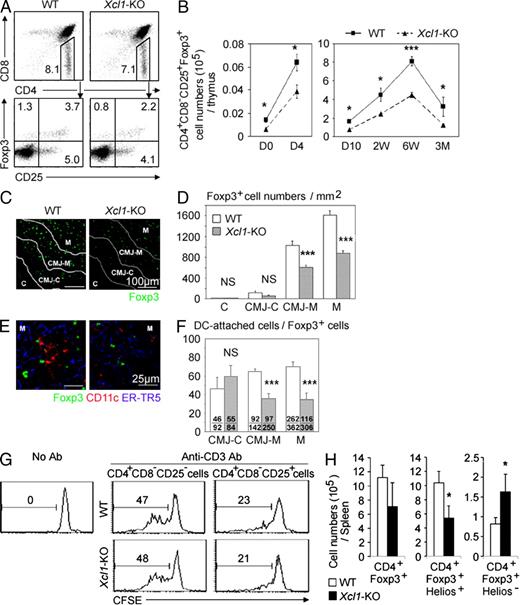 Figure 5. nT reg cell development in Xcl1-deficient mice. (A) Thymocytes from indicated mouse strains were four-color stained for CD4, CD8, CD25, and intracellular Foxp3. Numbers indicate the frequency of cells within indicated areas. Shown are the representative results of four independent experiments. (B) Means and standard errors (n = 3–11) of the absolute numbers of CD4+CD8−CD25+Foxp3+ thymocytes in indicated mice at indicated ages. (C) Immunofluorescence analysis of thymus sections from indicated mice for Foxp3. Letters and lines indicate the regions identified as in Fig. S2 A. (D) Numbers of Foxp3+ thymocytes per unit area (1 mm2) of the indicated regions. Means and standard errors of cell numbers from three independent measurements are shown. (E) Immunofluorescence analysis of thymus sections from indicated mice for Foxp3 (green), CD11c (red), and mTECs (ER-TR5; blue). Magnified images in the M region are shown. (F) Frequency (percentage) of CD11c+ cell–attached cells among Foxp3+ cells in indicated thymic regions. Means and standard errors of the frequencies from eight different images (bars) and the numbers of CD11c+ cell–attached Foxp3+ cells (top) and total Foxp3+ cells (bottom) counted are shown. (G) Representative CFSE fluorescence profiles of CD4+CD25− lymph node T cells from B6-Ly5.1 mice cultured in the absence or presence of CD4+CD8−CD25− or CD4+CD8−CD25+ thymocytes from WT B6 (top) or Xcl1-deficient B6 background mice (bottom) with or without anti-CD3 antibody. Numbers indicate the frequency of CFSElow cells. Representative results of three independent experiments are shown. (H) Intracellular Helios and Foxp3 expression of CD4+ spleen cells from WT and Xcl1-KO mice was analyzed by flow cytometry. Shown are the means and standard errors (n = 3) of cell numbers of Foxp3+, Foxp3+Helios+, and Foxp3+Helios− CD4+ spleen cells from WT and Xcl1-KO mice. *, P < 0.05; ***, P < 0.001. NS, not significant (P > 0.05).
